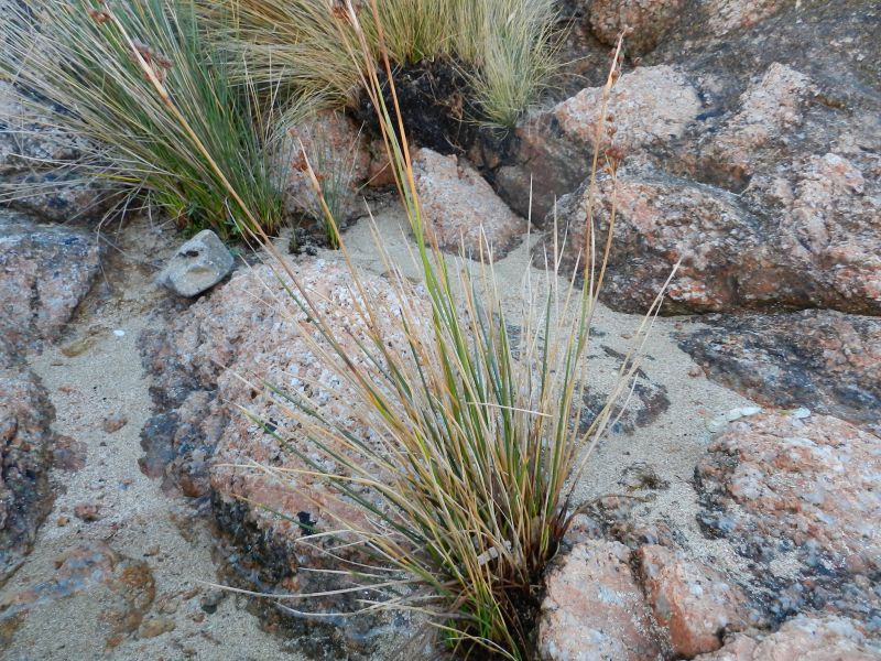 giunco da determinare